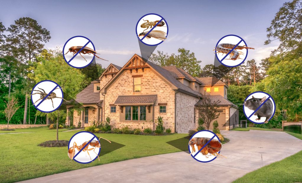 Termite prevention and control services in Pakistan – Phoenix Chemicals